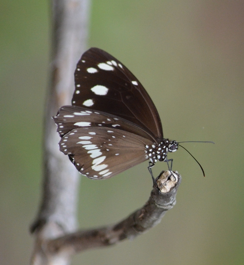 Common Crow/Oleander Butterfly | Treehugger